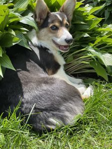 Hondo The Corgi Review