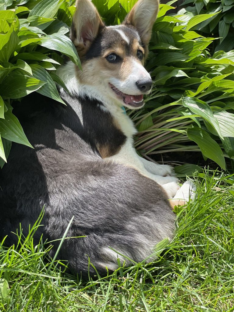 Hondo The Corgi Review