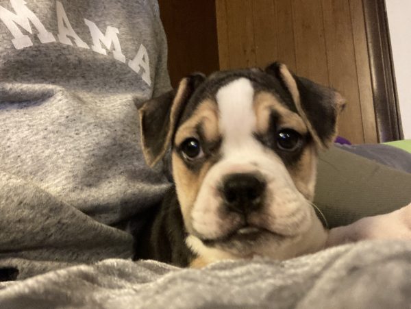 Bax The Beabull Review