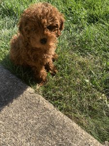 Miniature Poodle Puppy Review