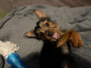 Yorkshire Terrier puppy Review