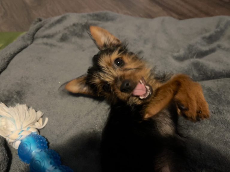 Yorkshire Terrier puppy Review