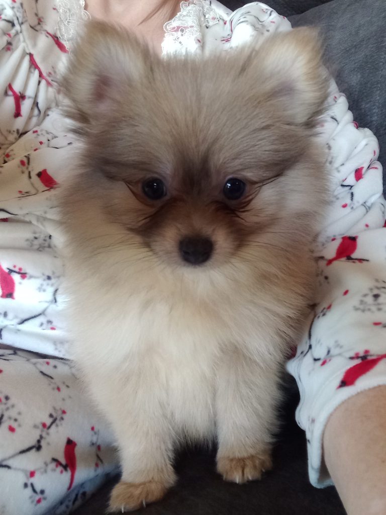 Pomeranian Puppy Review