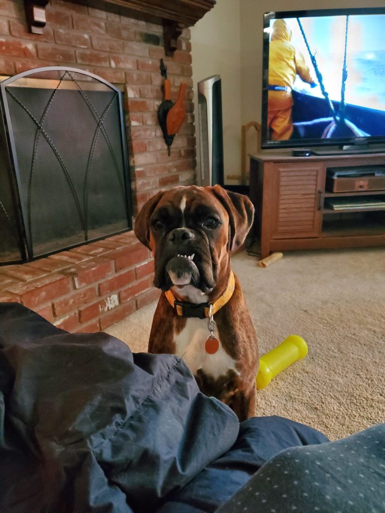 boxer puppy Review