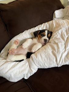 Lila The Beabull Review