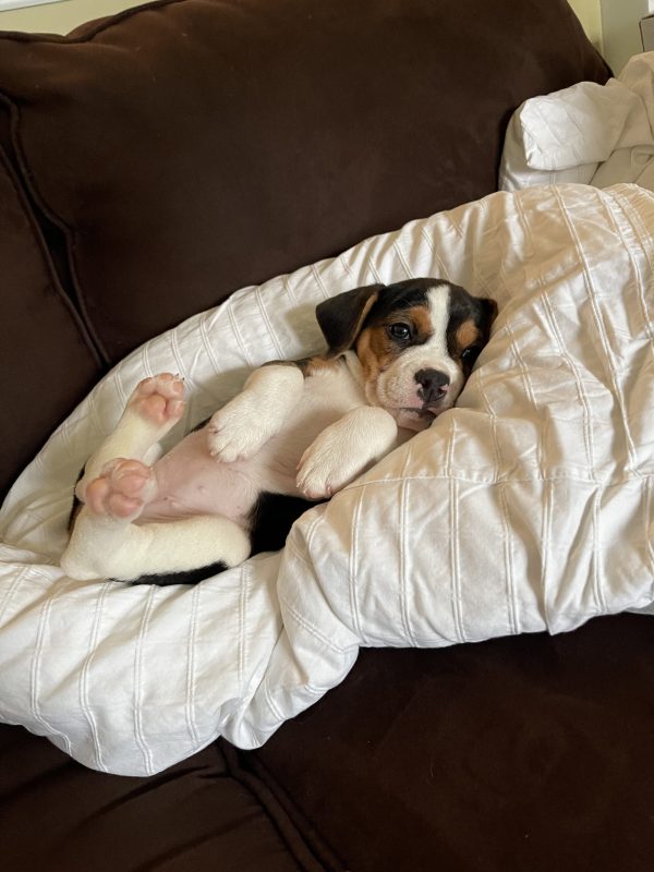 Lila The Beabull Review