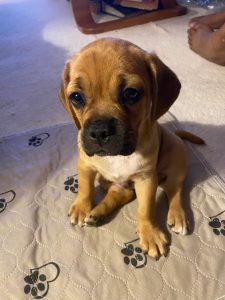 Puggle Puppy Review