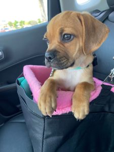 Puggle Puppy Review