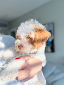 Milo The Miniature Poodle Review