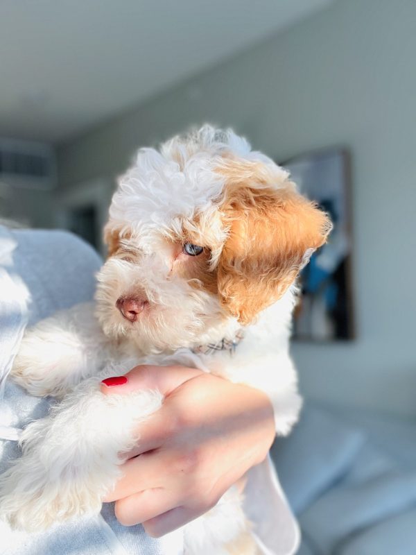 Milo The Miniature Poodle Review