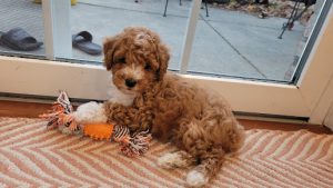 Biscuit The Mini Poodle Review