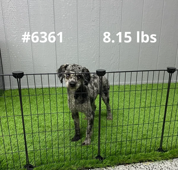 Blue Boy The Miniature Poodle Dad