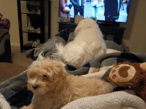 Brady The Maltipoo Review