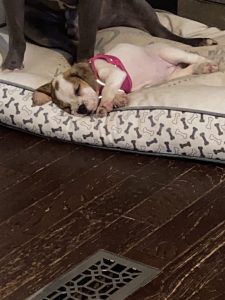 Ivy The Beabull Review