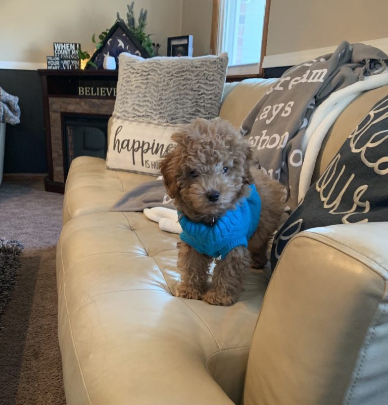 Spiffy The Miniature Poodle Review