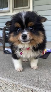 Susie The Pomeranian Review