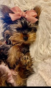 Rosy The Yorkshire Terrier Review