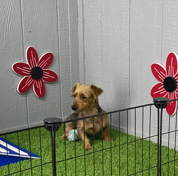 Grace The Yorkshire Terrier Mom