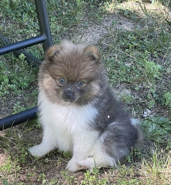 Pomeranian Puppy Review