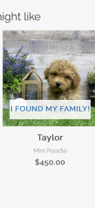 Taylor The Miniature Poodle Review