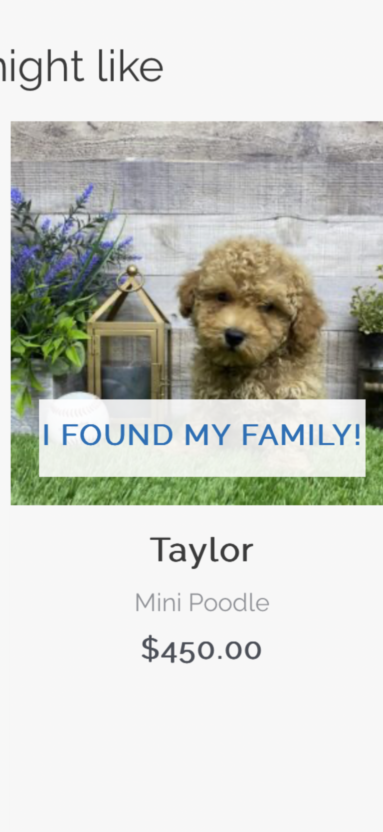 Taylor The Miniature Poodle Review
