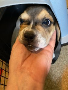 Jezebel The Beabull Review