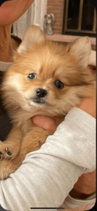 LuLu The Pomeranian Review