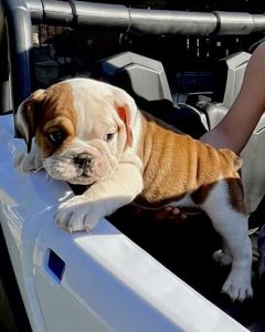 Max The Puppy Review #2