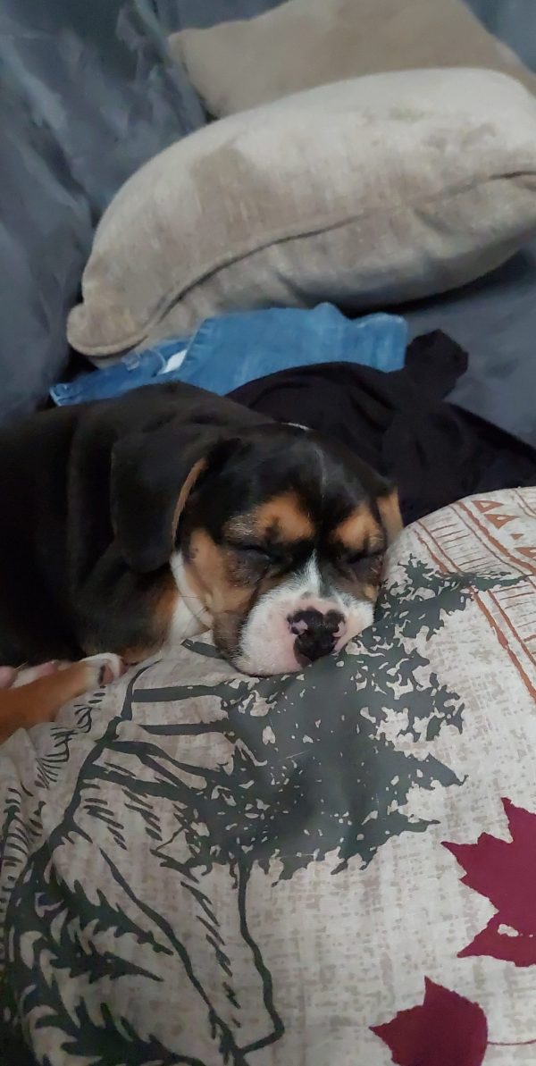 Rummy The Beabull Review