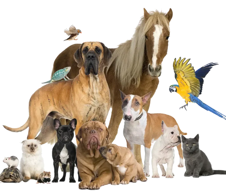 Terrace Pets Image
