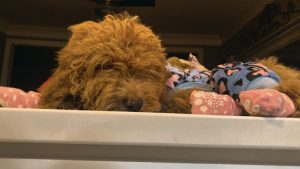 The Cutest Mini Poodle Review