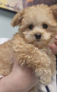 Demi The Miniature Poodle Review