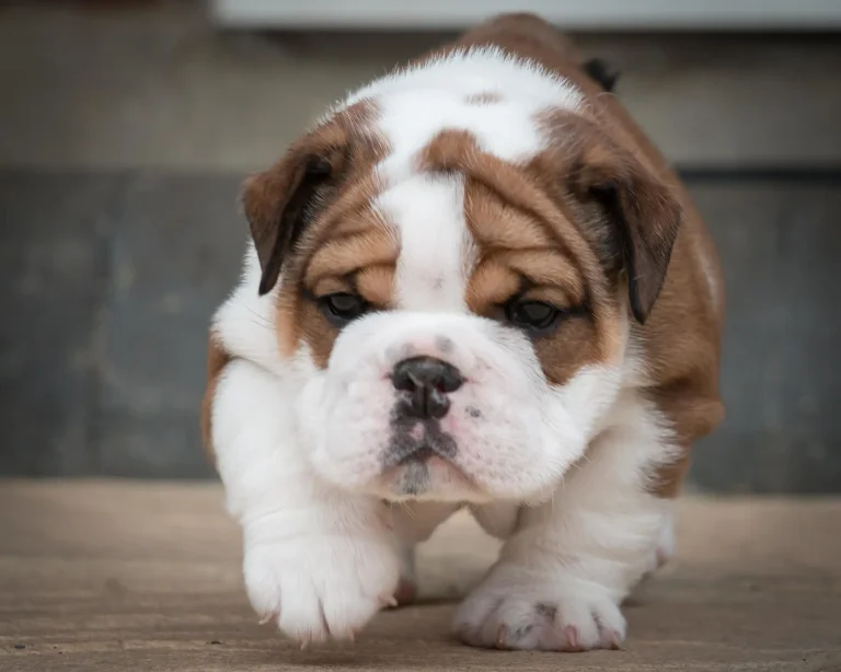 british bulldog puppy walking