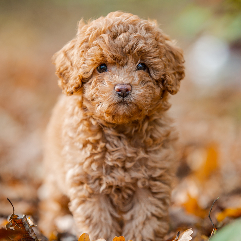 Miniature toy poodle store puppies