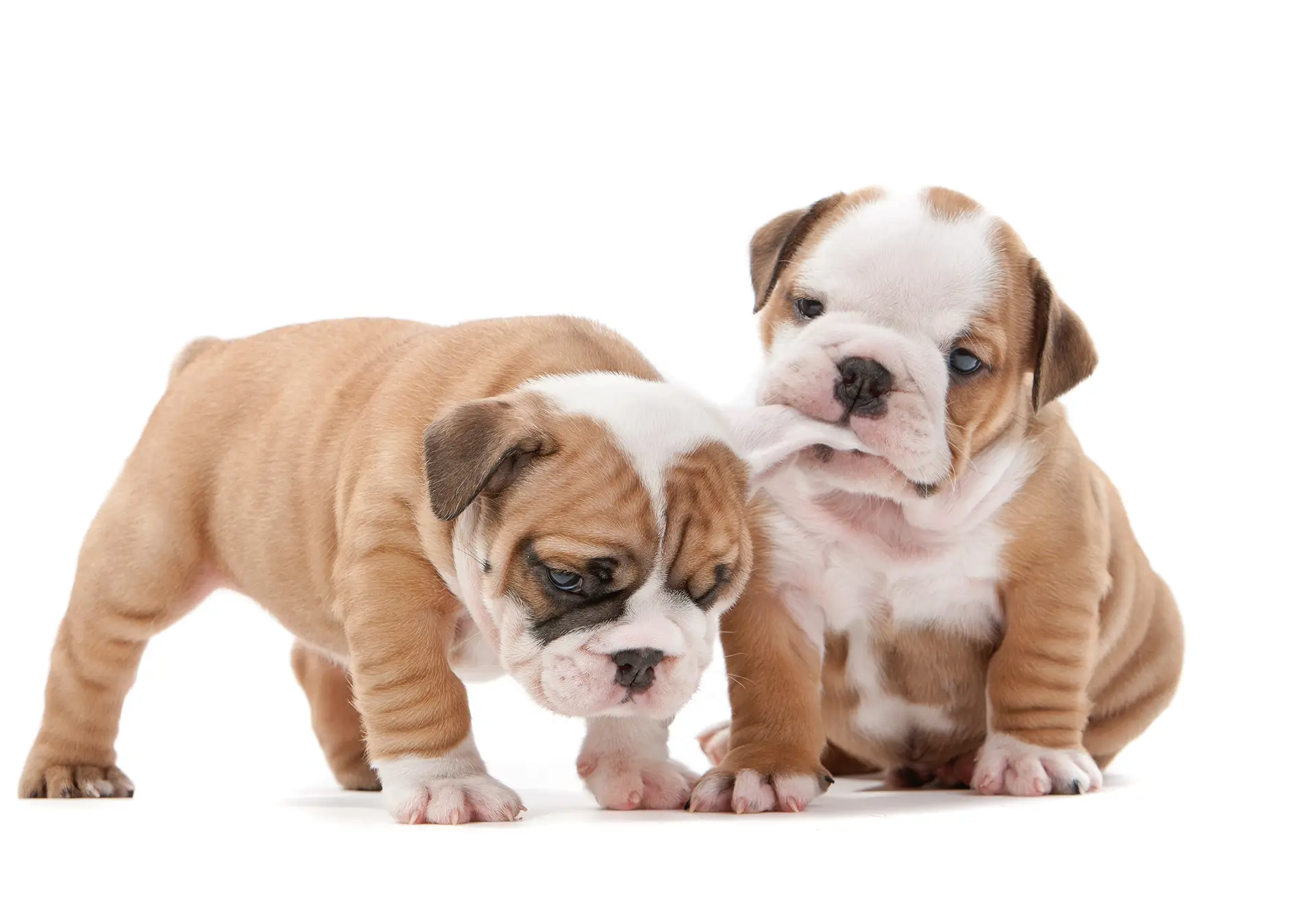 English Bulldog chewing another bulldogs ear