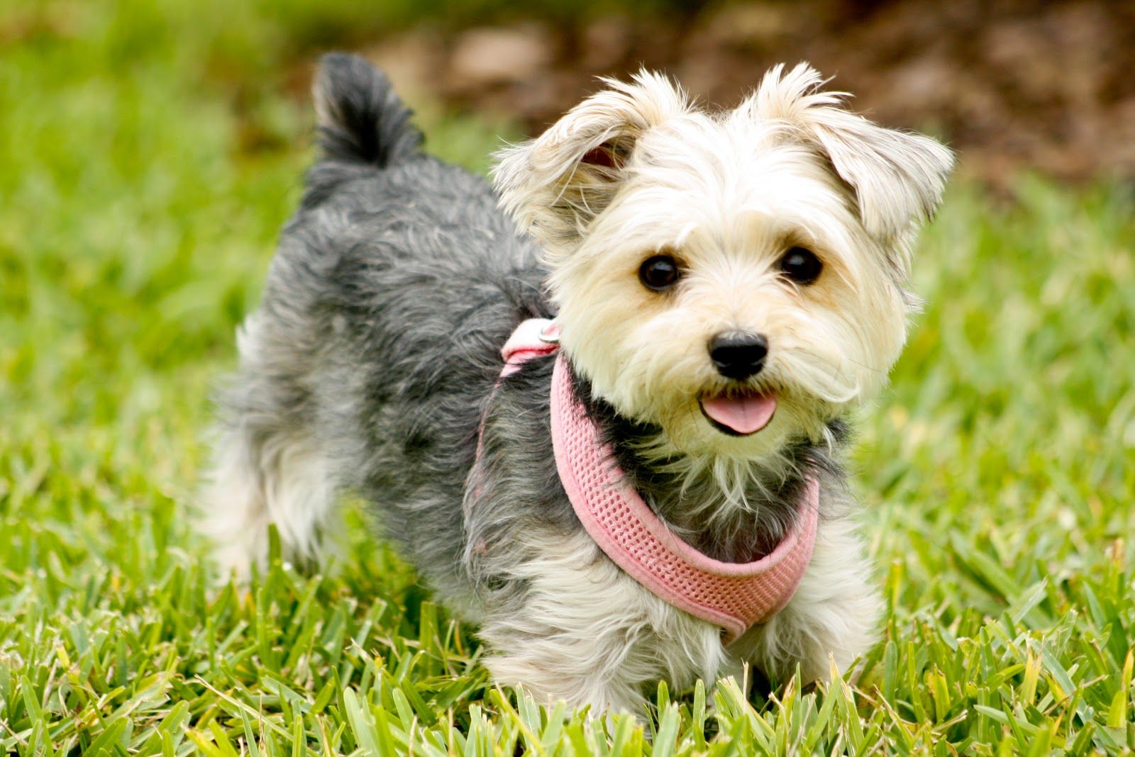 Cute Puppy On Grass Background