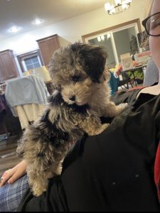 Sugar The Puppy Review