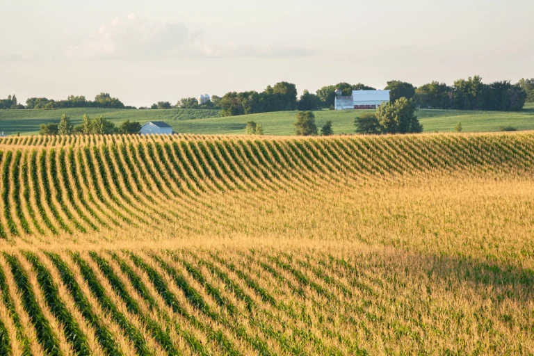 Corn Field and Barn In Iowa