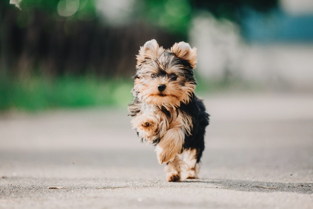 Yorkshire Terrier Running On A Path