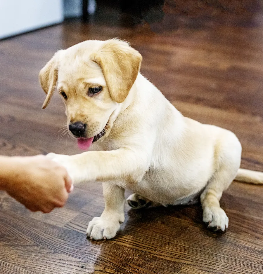 Labrador Retriever Puppy In training