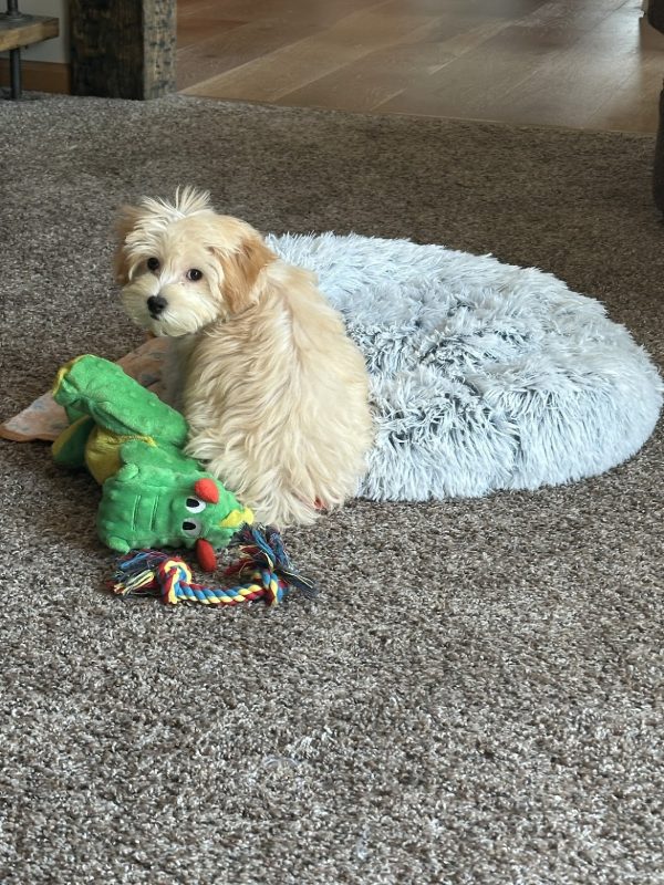Charlie The Maltipoo with his toys