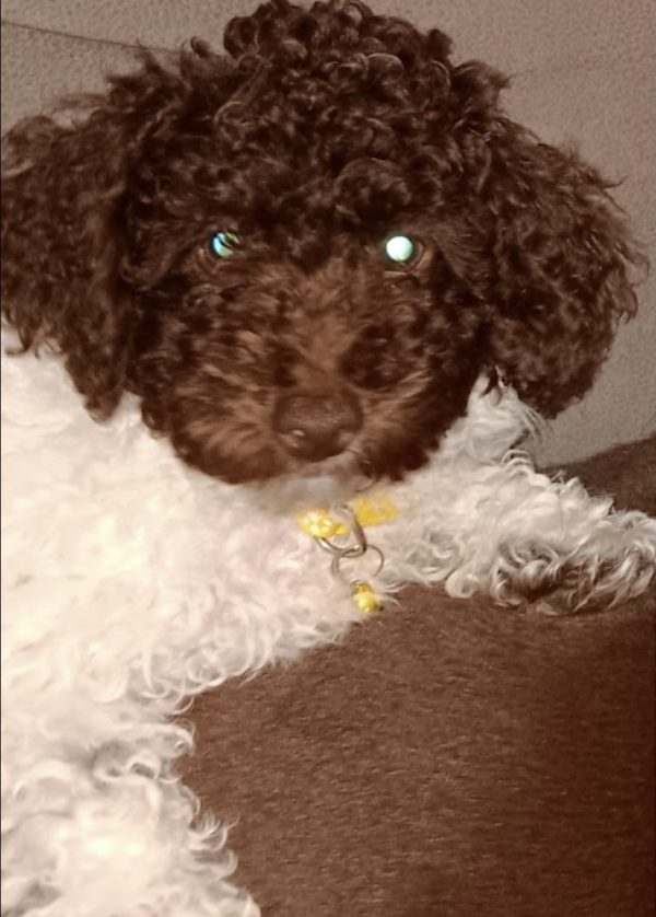 Oreo The Miniature Poodle