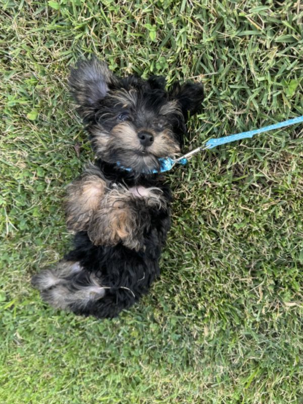 Yorkshire Terrier On Blue Leash Rolling In The Grass
