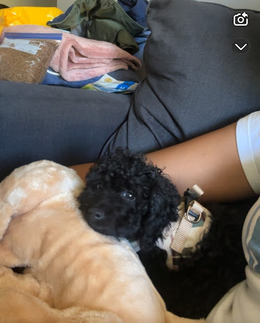 Kingston The Miniature Poodle