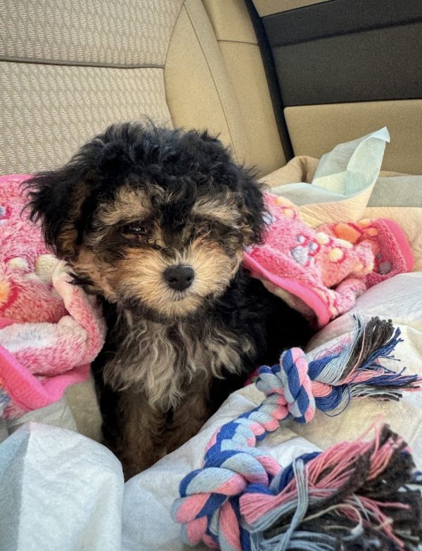 Phantom The Maltipoo