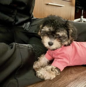 Phantom The Maltipoo