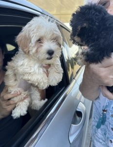 Phantom The Maltipoo