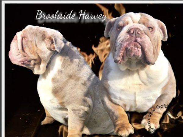 Brookside Harley The English Bulldog Dad