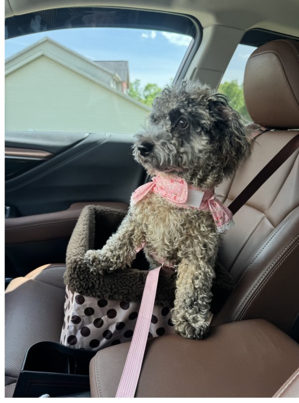 Lucy The Miniature Poodle
