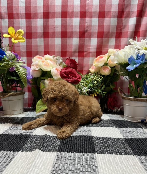 Hailey - Image 6